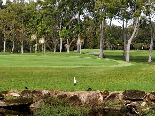 Macleay Valley Week of Golf a popular jaunt for veteran golfers